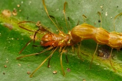 Homodes bracteigutta