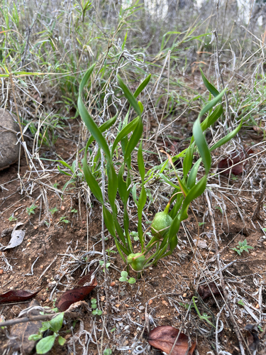 Pancratium tenuifolium (Pancratium tenuifolium)