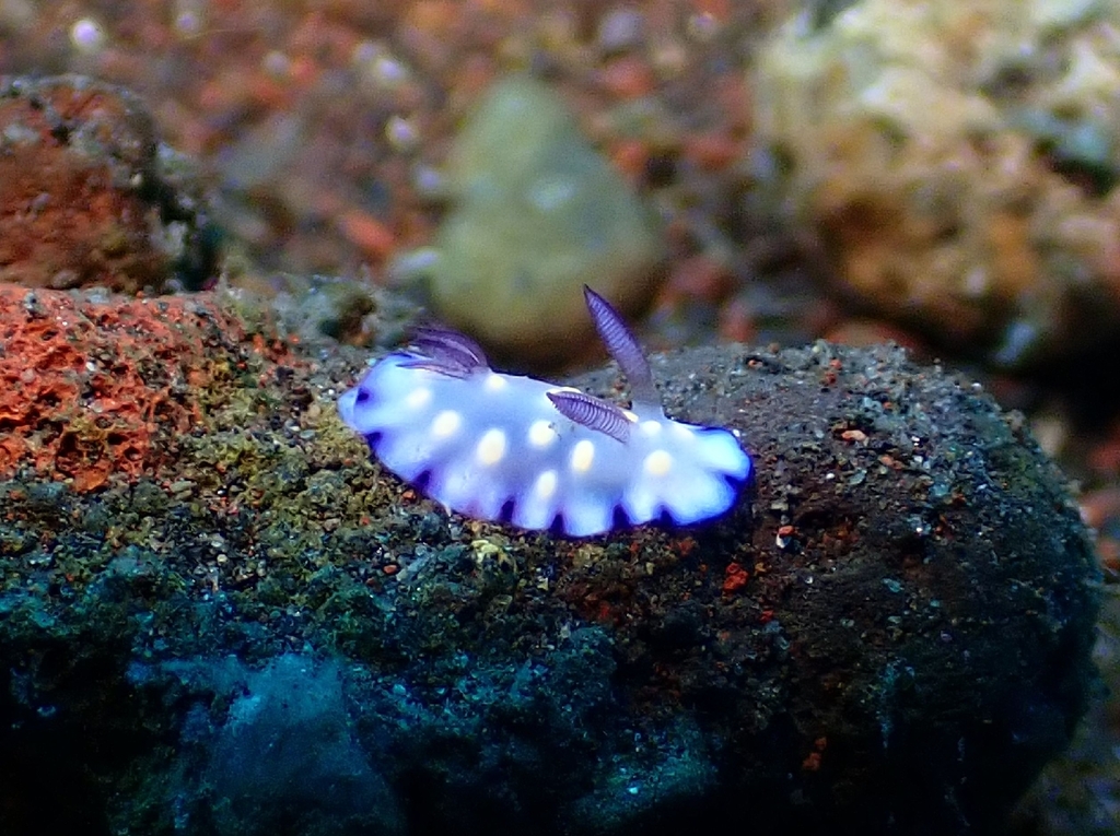 Bus Stop Nudibranch