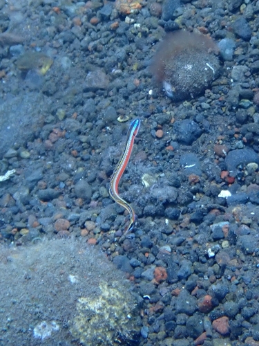 Gunnellichthys curiosus observed 2025-11-19