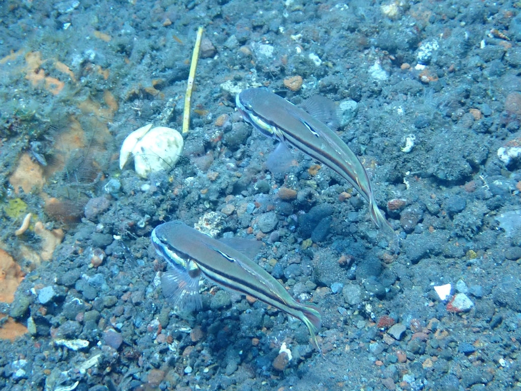 Twostripe goby