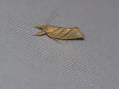 Lepidotarsa pentascia