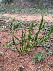 Pancratium tenuifolium, photograph (c) katuchka, some rights reserved (CC BY)