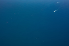 Noctiluca scintillans