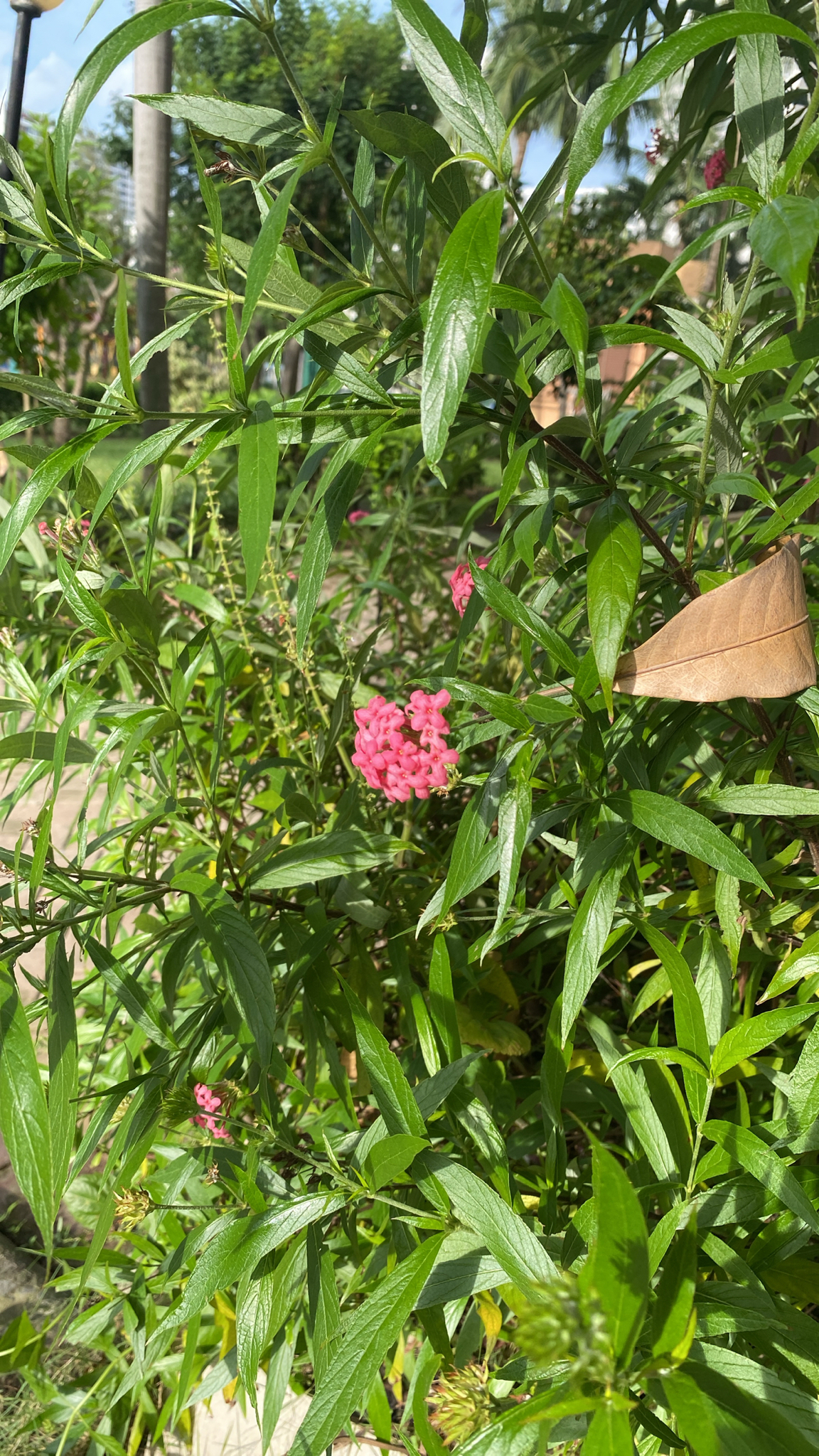 Arachnothryx leucophylla — ảnh 2