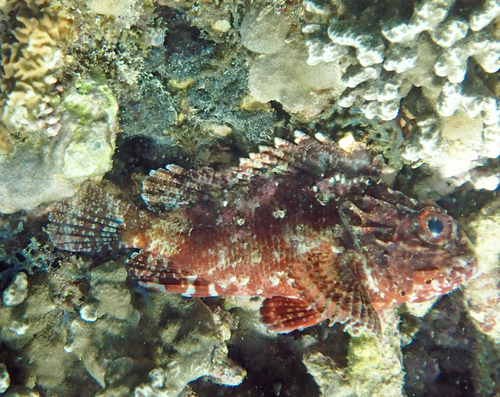 Adam's scorpionfish (Parascorpaena mcadamsi) — Scorpaenidae — 5