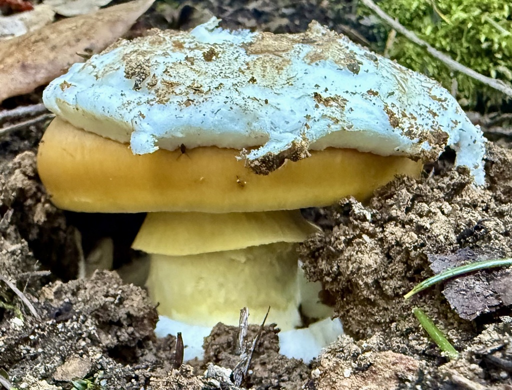 Amanita calyptroderma · November 2025 · photo: © hllrnnr (iNaturalist, cc0)