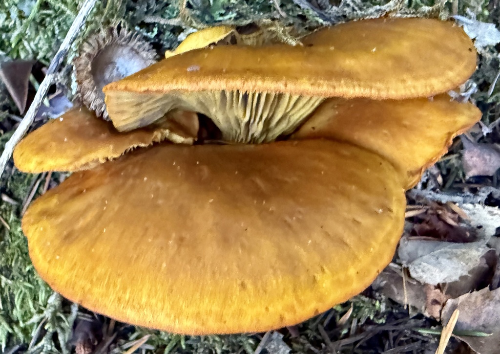 Omphalotus olivascens · November 2025 · photo: © hllrnnr (iNaturalist, cc0)