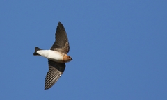 Alopochelidon fucata