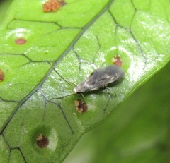 Thylacosceles radians