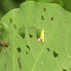 Gymnobathra flavidella