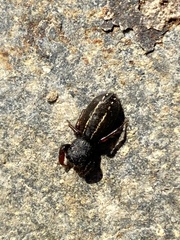 Metacyrba taeniola similis