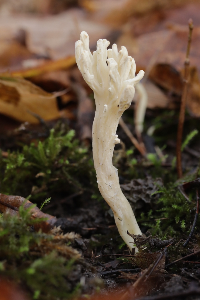 Clavulina rugosa · November 2025 · photo: © bjoerns (iNaturalist, cc-by)