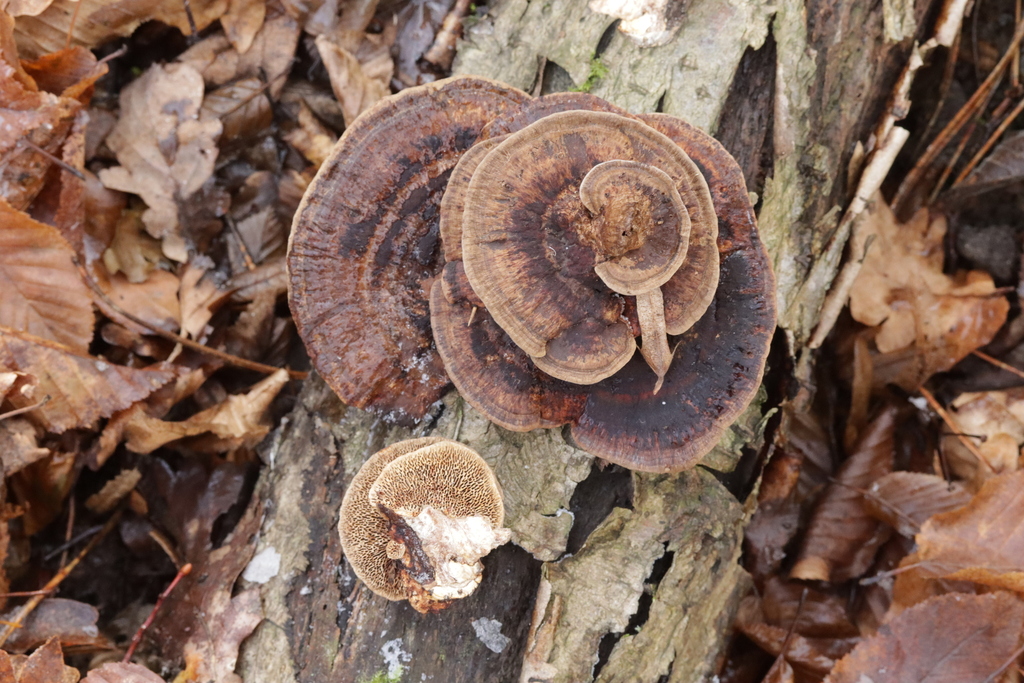 Daedaleopsis confragosa · November 2025 · photo: © bjoerns (iNaturalist, cc-by)
