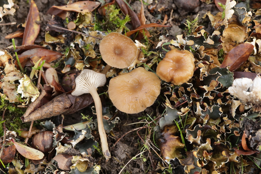 Gamundia xerophila