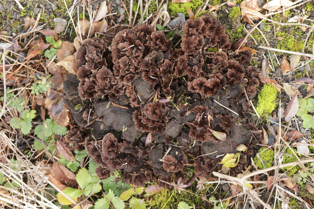 Thelephora terrestris · November 2025 · photo: © bjoerns (iNaturalist, cc-by)