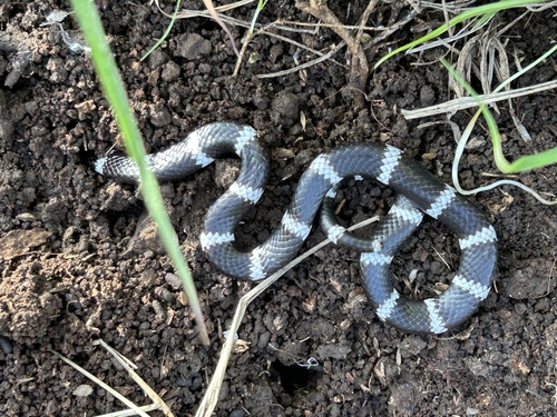 Eastern Bandy Bandy sighting