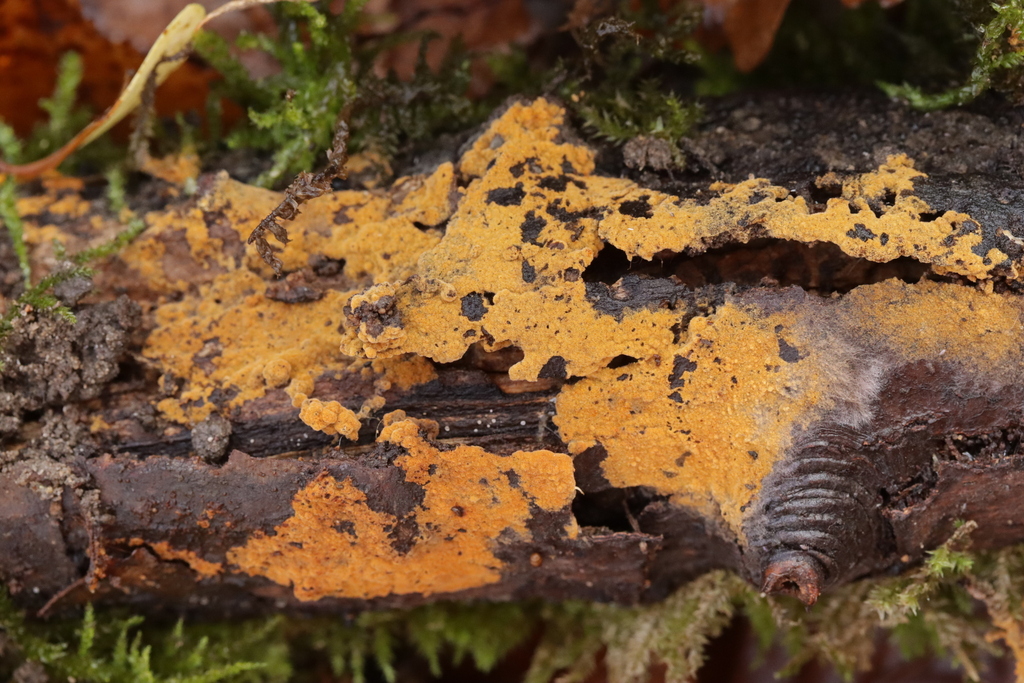 Thelephora bryophila