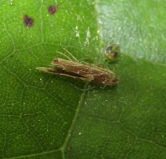 Pyroderces apparitella