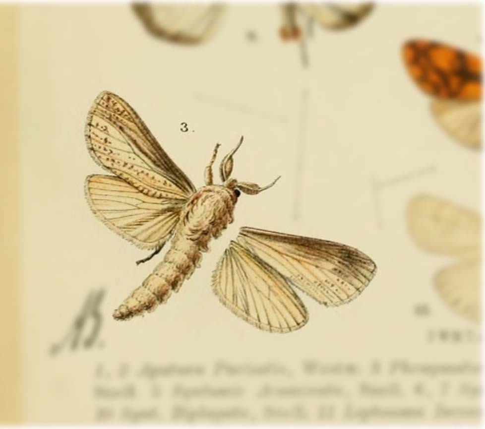 Phragmataecia sumatrensis
