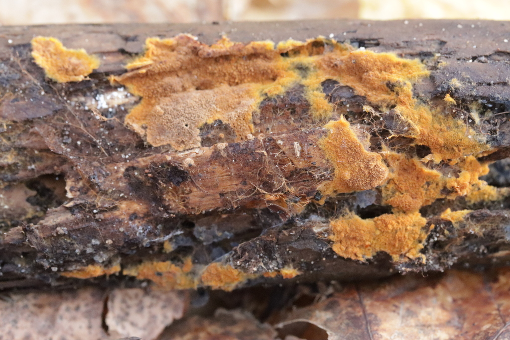 Odontia fibrosa