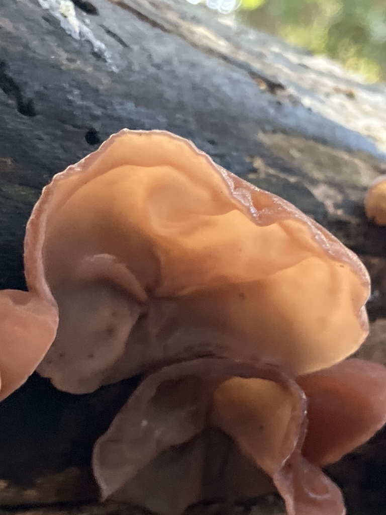 Auricularia auricula-judae · November 2025 · photo: © empressmoth (iNaturalist, cc0)