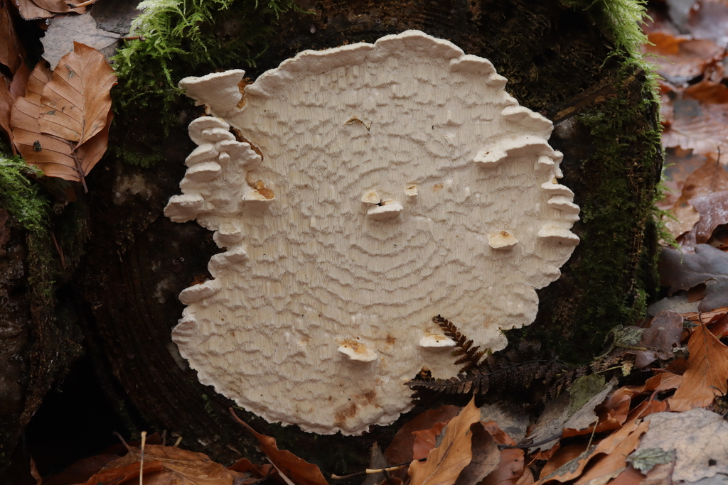 Fomitopsis serialis · November 2025 · photo: © bjoerns (iNaturalist, cc-by)