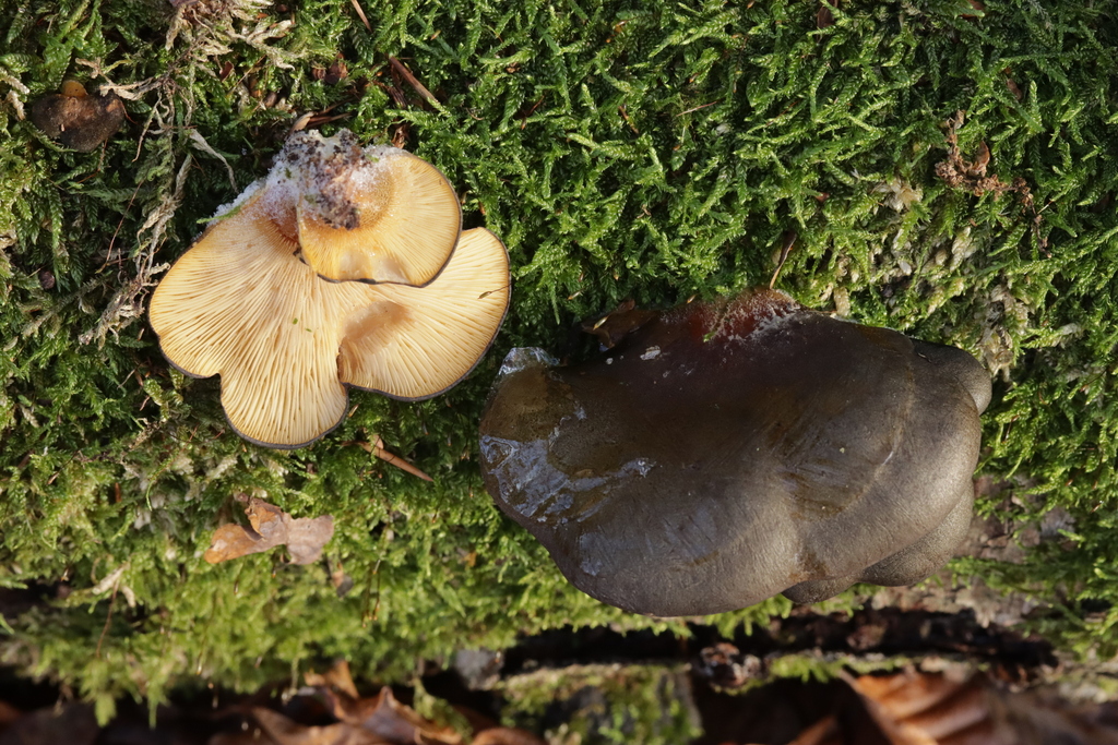 Sarcomyxa serotina · November 2025 · photo: © bjoerns (iNaturalist, cc-by)