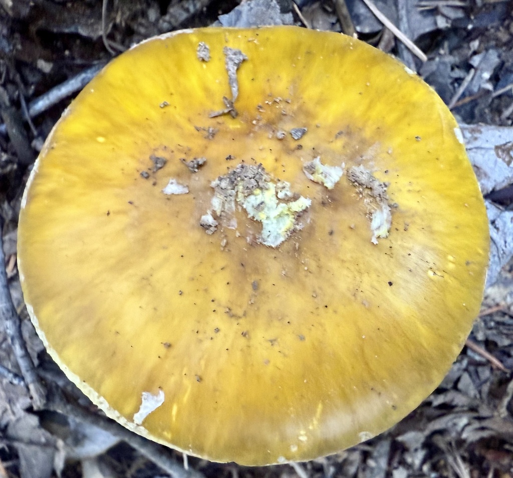 Amanita augusta · November 2025 · photo: © hllrnnr (iNaturalist, cc0)