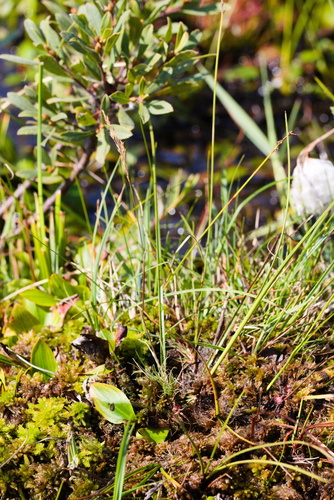 Deschampsia setacea, photograph 2