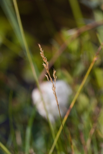Bog Hair-grass (Deschampsia setacea)