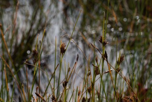 Brown Beakrush (Rhynchospora fusca)