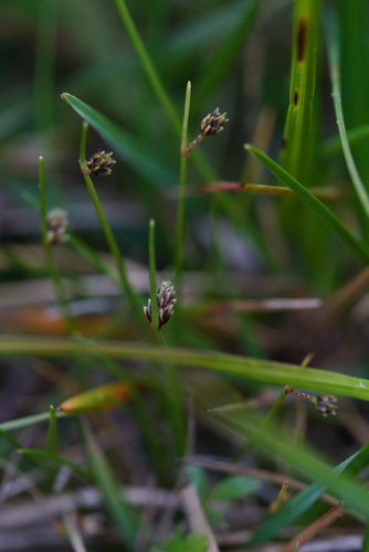 Bristle-leaf Bulrush (Isolepis setacea)