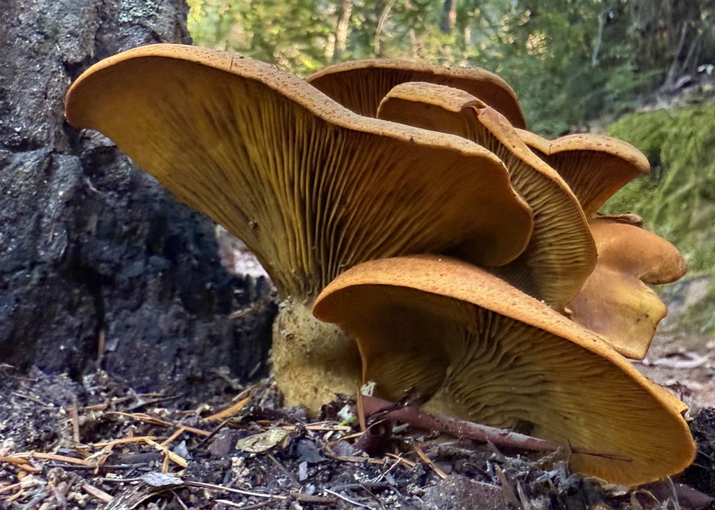 Omphalotus olivascens · November 2025 · photo: © hllrnnr (iNaturalist, cc0)