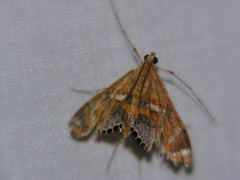 Margarosticha euprepialis