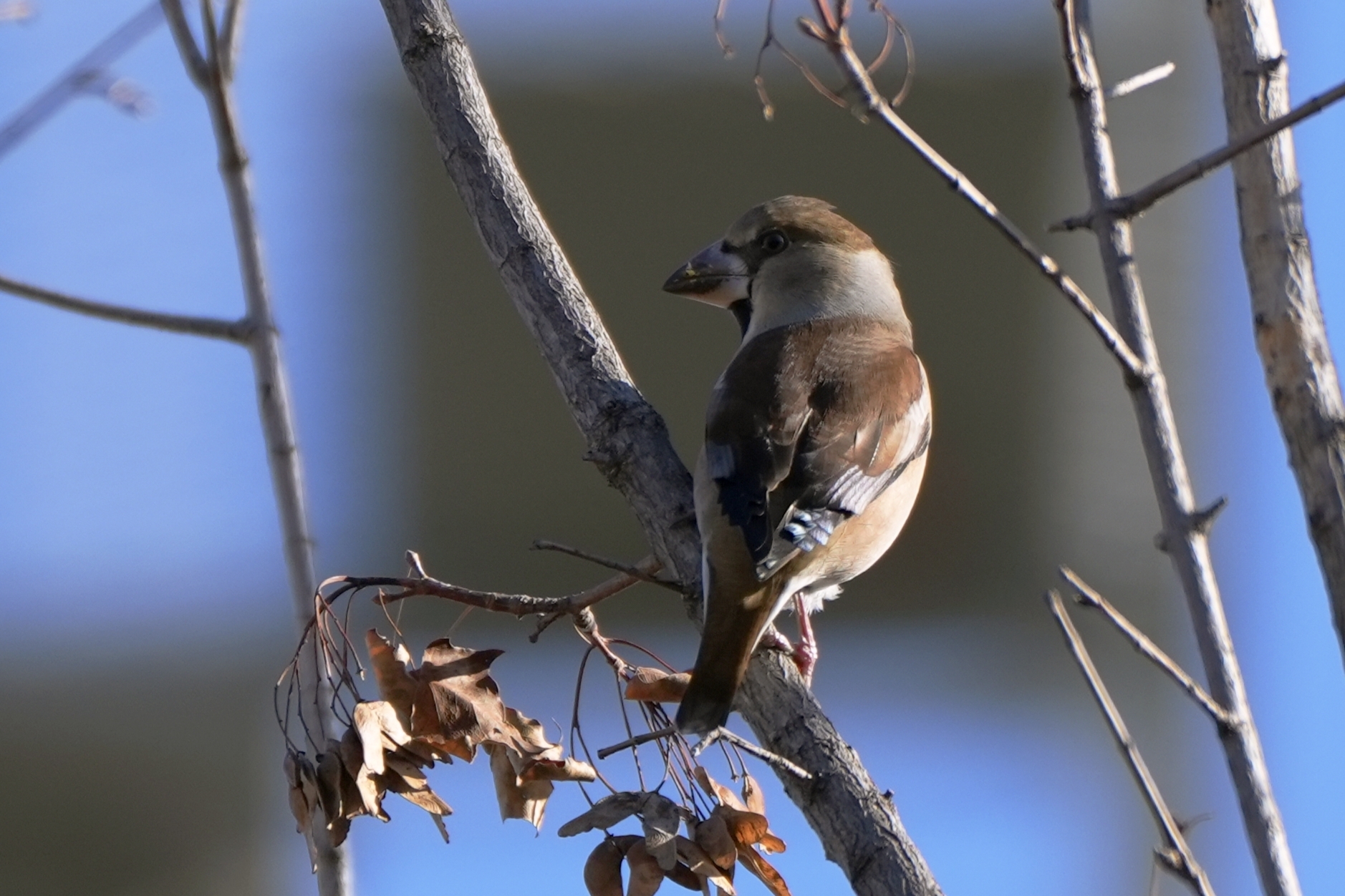 Hawfinch