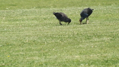 Porphyrio melanotus melanotus
