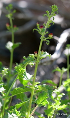 Scrophularia desertorum