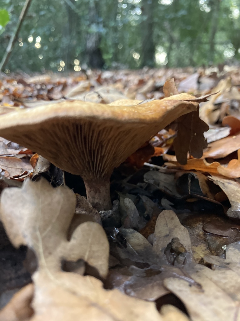 Paxillus involutus · November 2025 · photo: © empressmoth (iNaturalist, cc0)