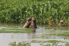 Hydrochoerus hydrochaeris