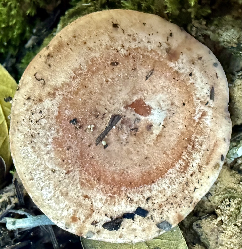 Lactarius xanthogalactus · November 2025 · photo: © hllrnnr (iNaturalist, cc0)
