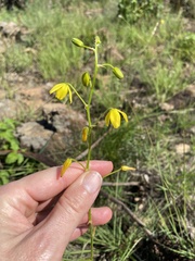 Albuca shawii