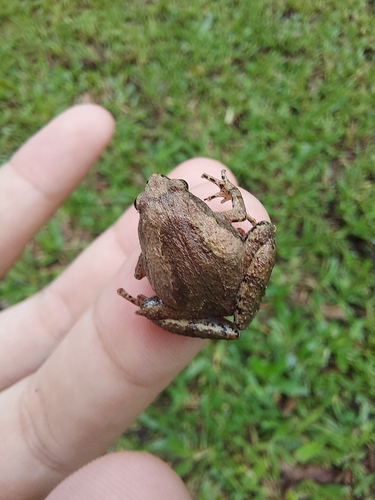 Microhyla palmipes observed 2025-11-20