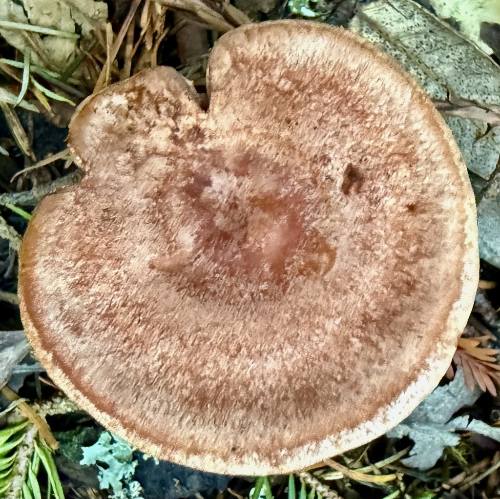 Lactarius xanthogalactus · November 2025 · photo: © hllrnnr (iNaturalist, cc0)