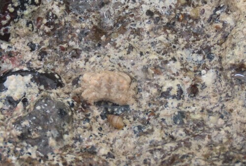 Psaumis cavipes observed 2025-11-10