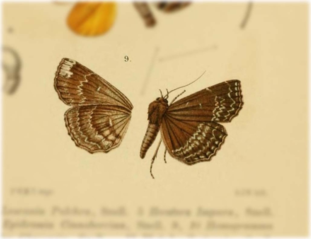 Adrapsa cyanographa
