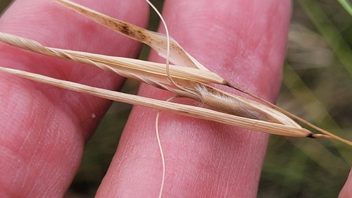 Anisopogon avenaceus R.Br.