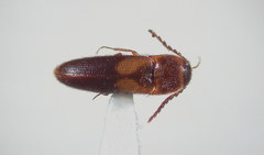 Ampedus areolatus