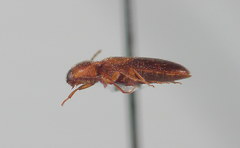 Ampedus areolatus