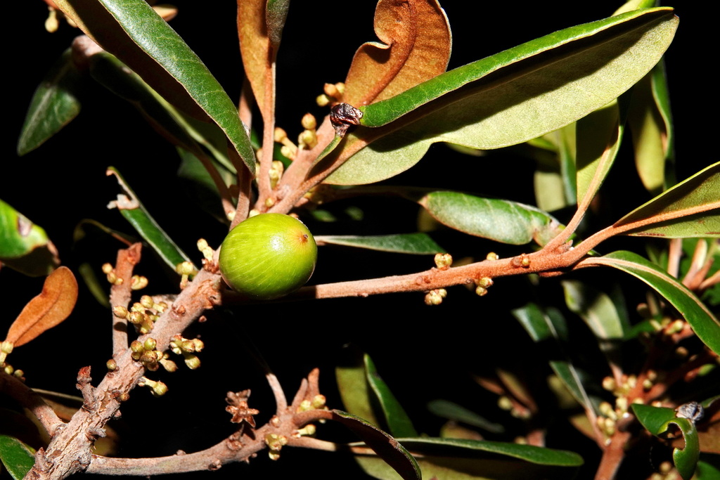 Pleioluma balansana